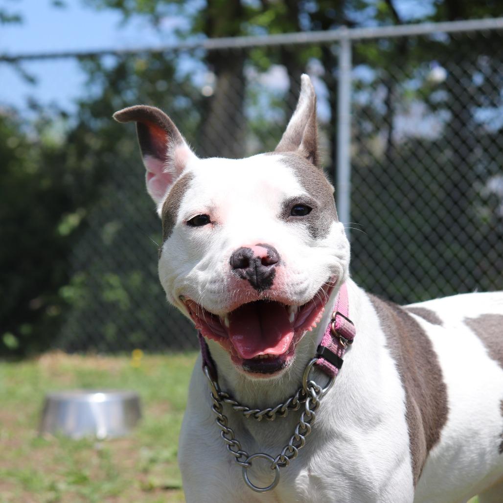 Petal, a Adoptable Pit Bull Terrier in Springfield, IL image 6/6