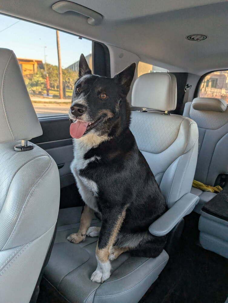 Enlarge Windu, a Adoptable mixed breed in Lakeland, FL image 1/1