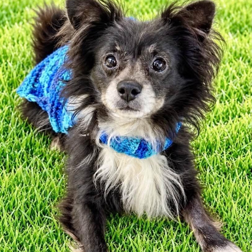 Milo, Adoptable, Adult Male Pomeranian.