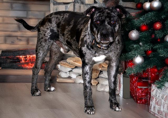 HADES, Adoptable, Adult Male Pit Bull Terrier.