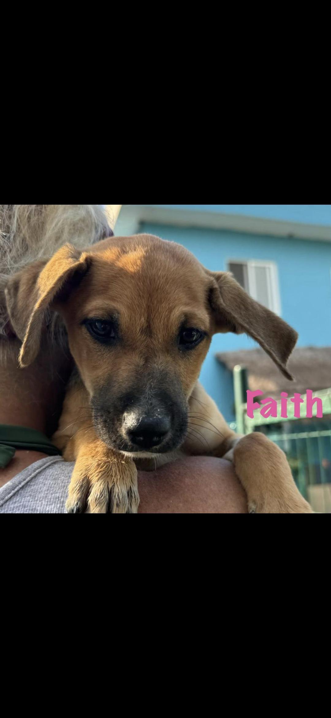 Faith, ADOPTABLE, Puppy Female Shepherd.