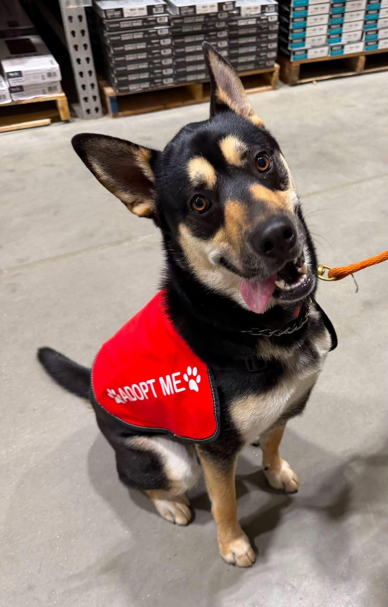 Enlarge Charlie, a Adoptable mixed breed in Madison Heights, MI image 1/1