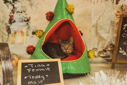 Tina, Adoptable, Kitten Female Domestic Short Hair & Domestic Short Hair.