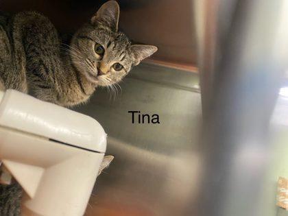 Enlarge Tina, a Adoptable Domestic Short Hair in Hobart, IN image 2/3