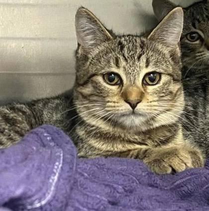 Enlarge Tina, a Adoptable Domestic Short Hair in Hobart, IN image 3/3