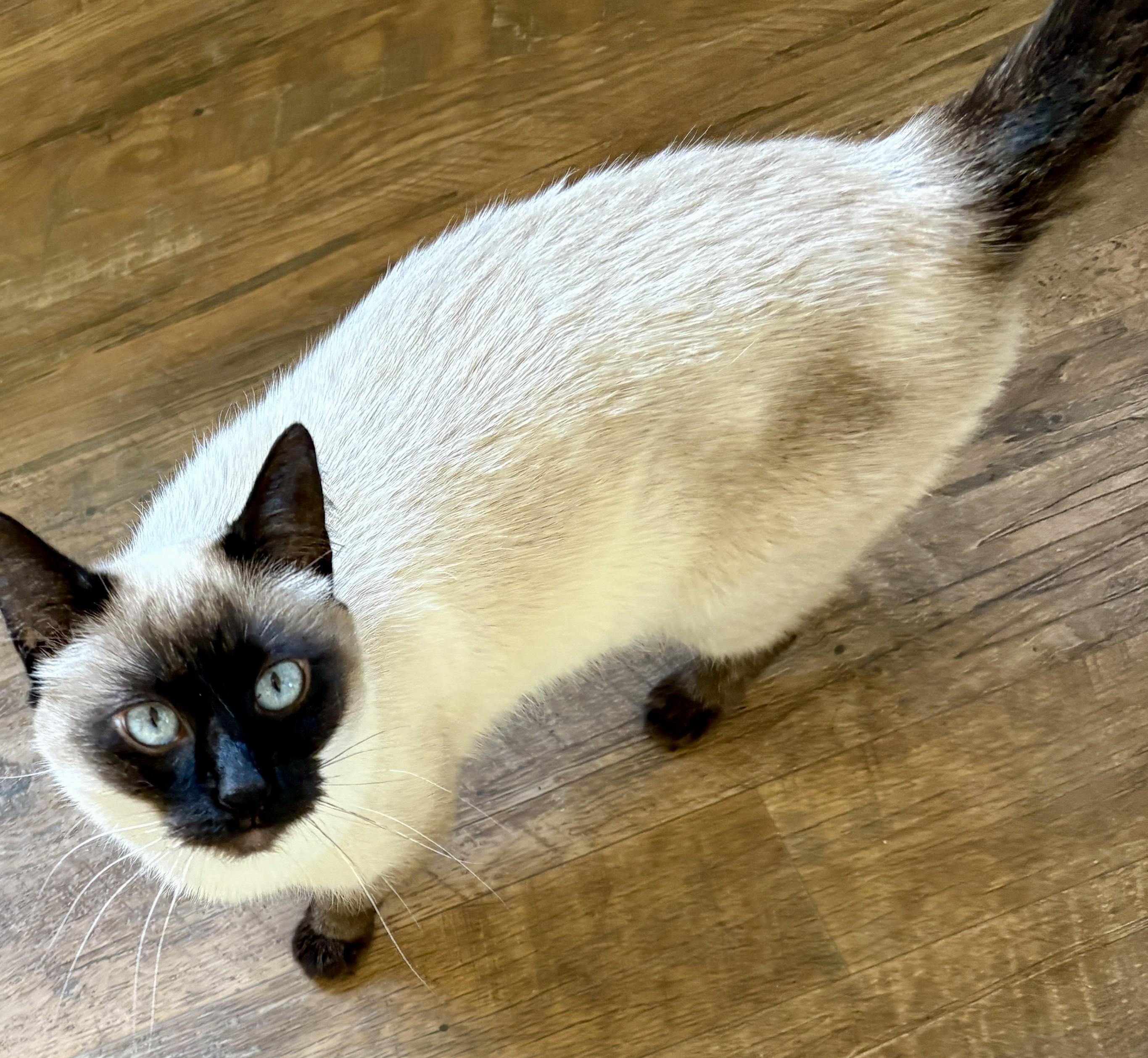 RENA, an adopted Siamese in Prescott, AZ image 5/6