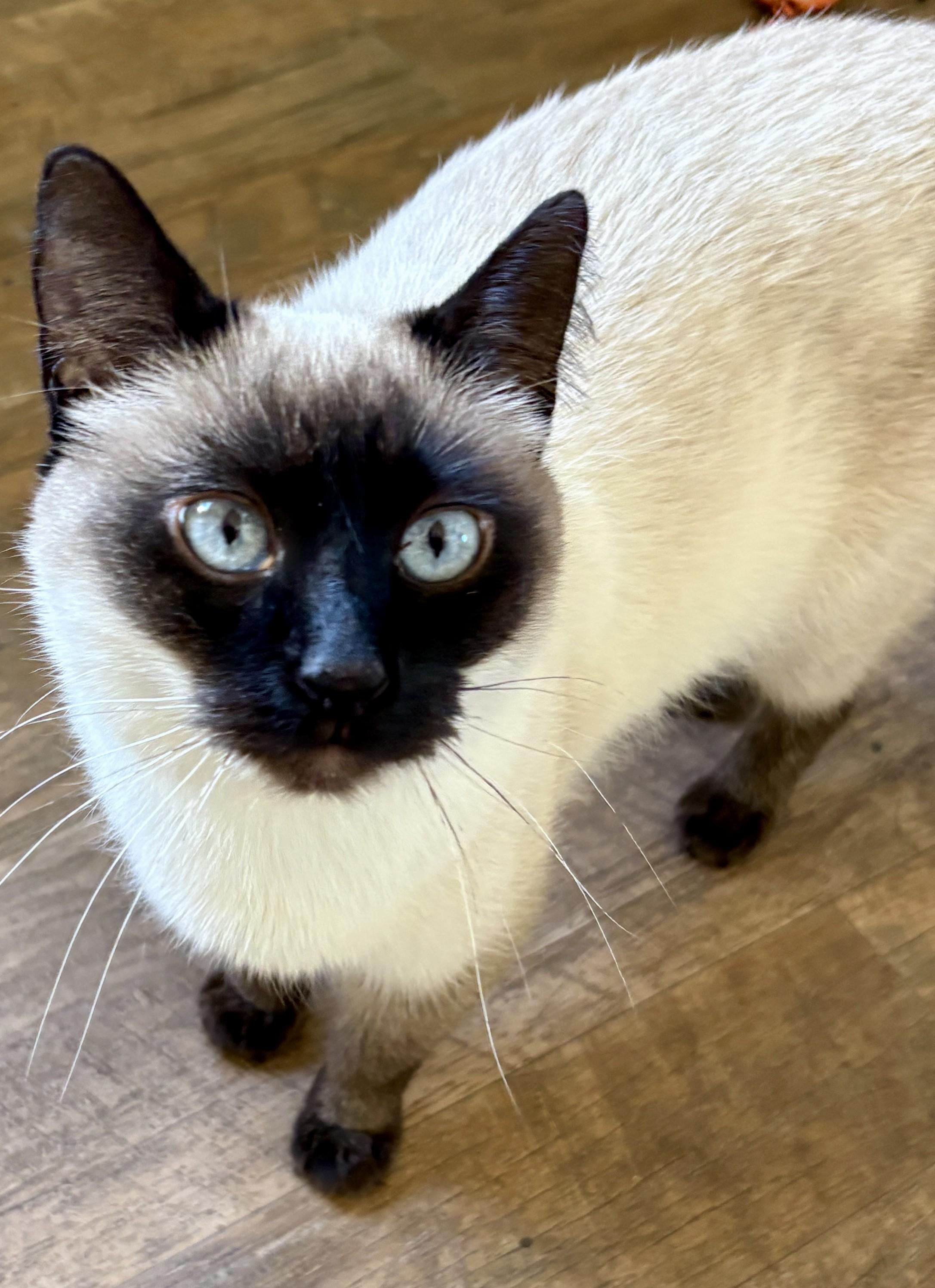 RENA, an adopted Siamese in Prescott, AZ image 6/6