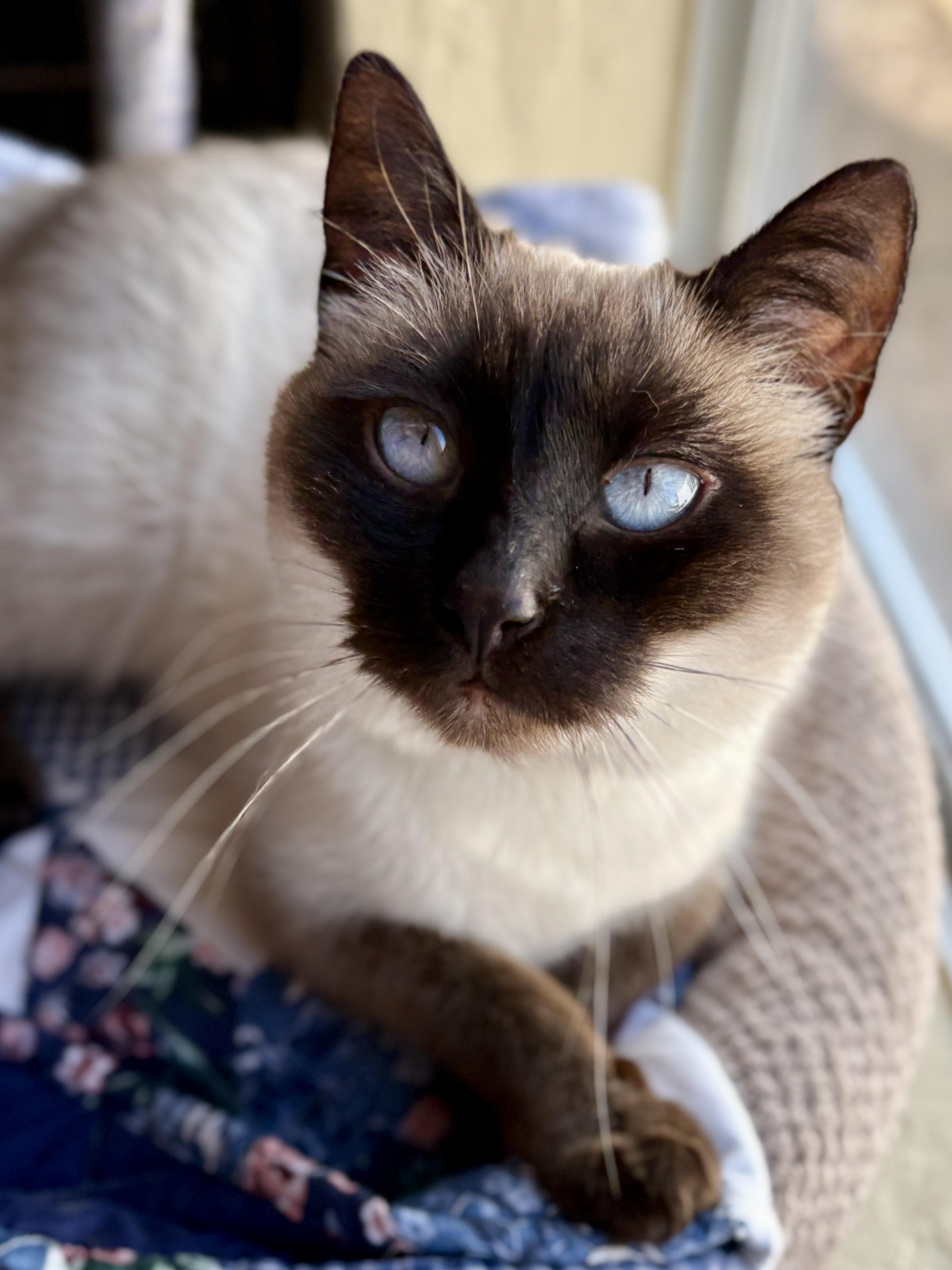 RENA, an adopted Siamese in Prescott, AZ image 4/6