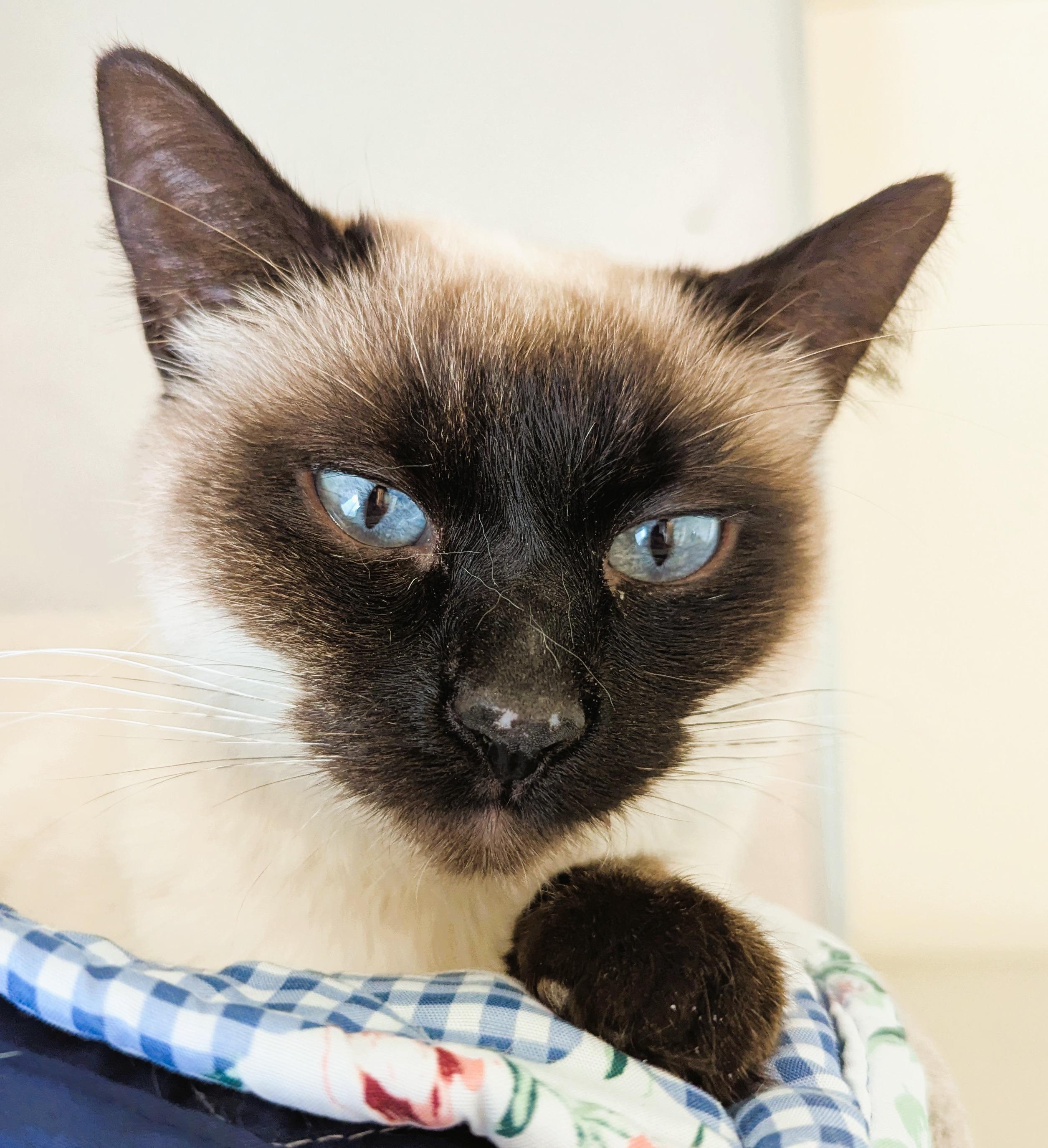 RENA, an adopted Siamese in Prescott, AZ image 1/6
