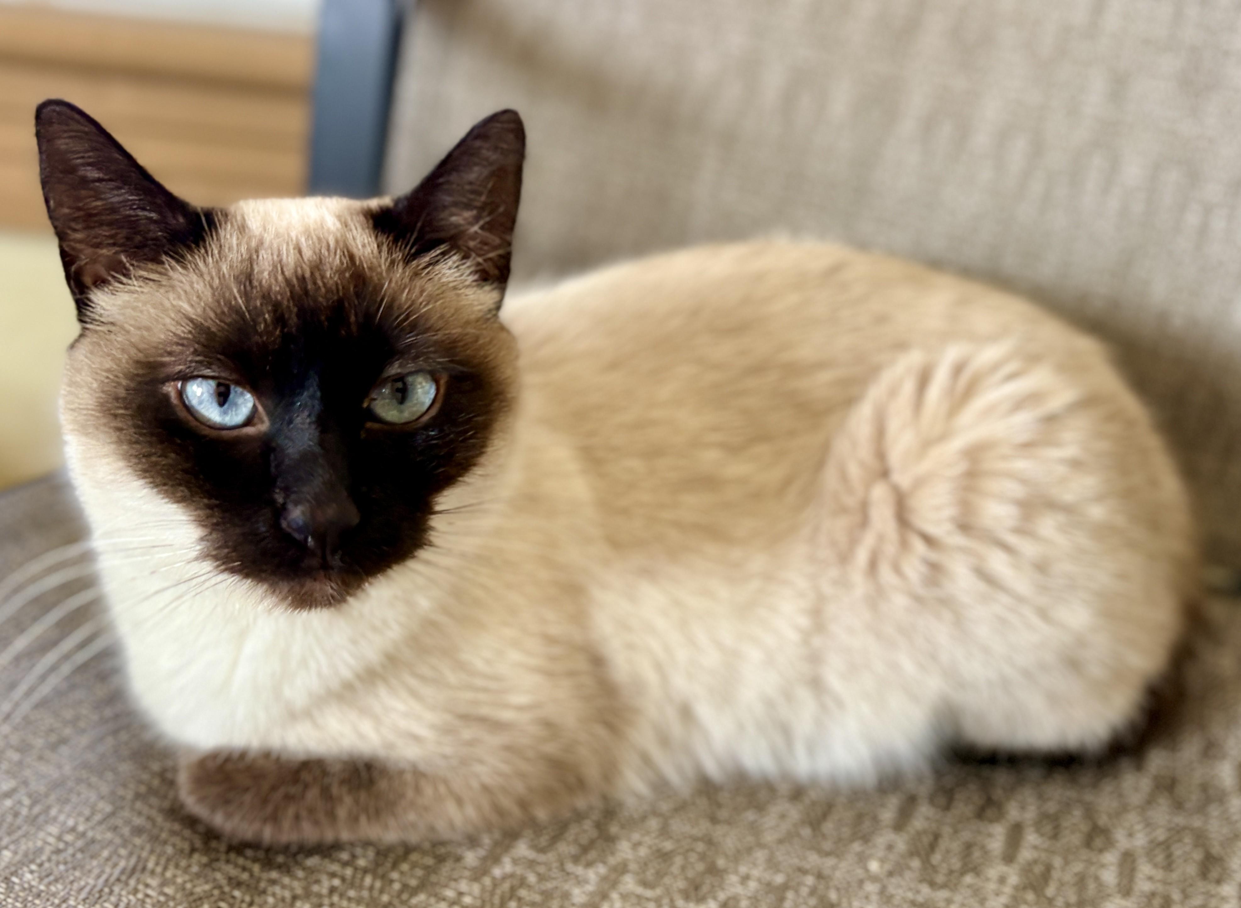 RENA, an adopted Siamese in Prescott, AZ image 3/6