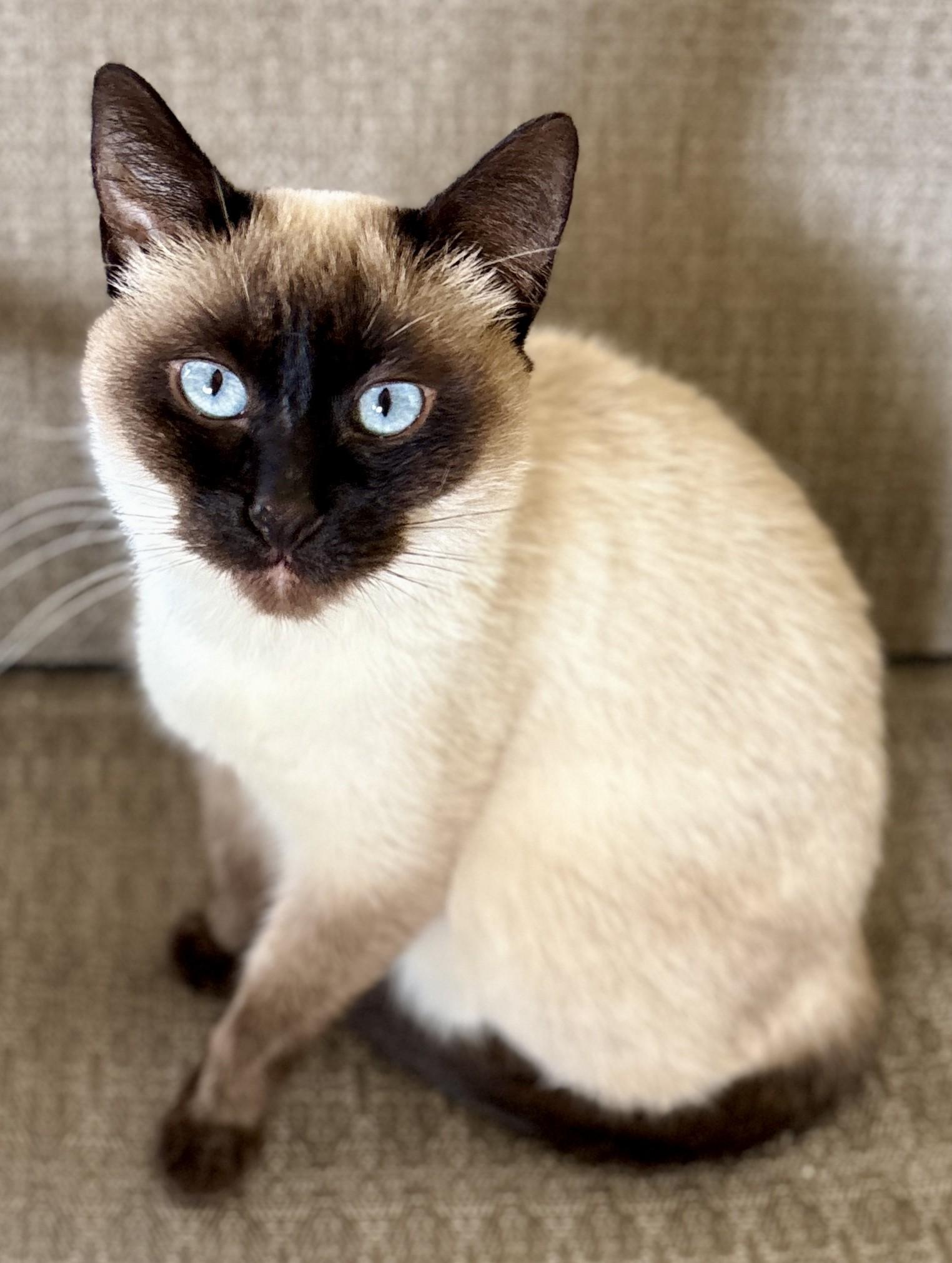 RENA, an adopted Siamese in Prescott, AZ image 2/6
