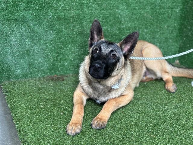 Enlarge JOJO, a Adoptable Belgian Shepherd / Malinois in Lancaster, CA image 1/1
