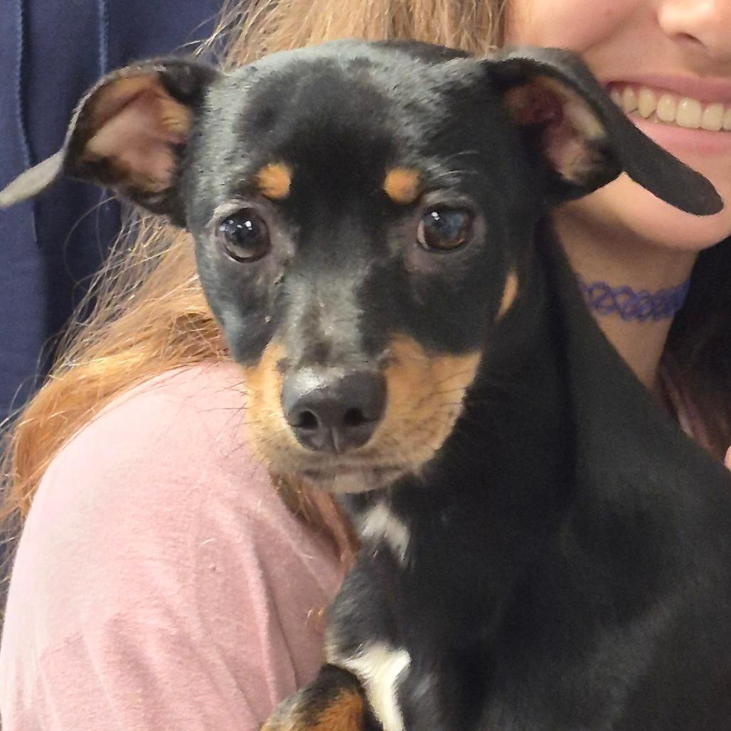 Zucchini — thumbnail 2