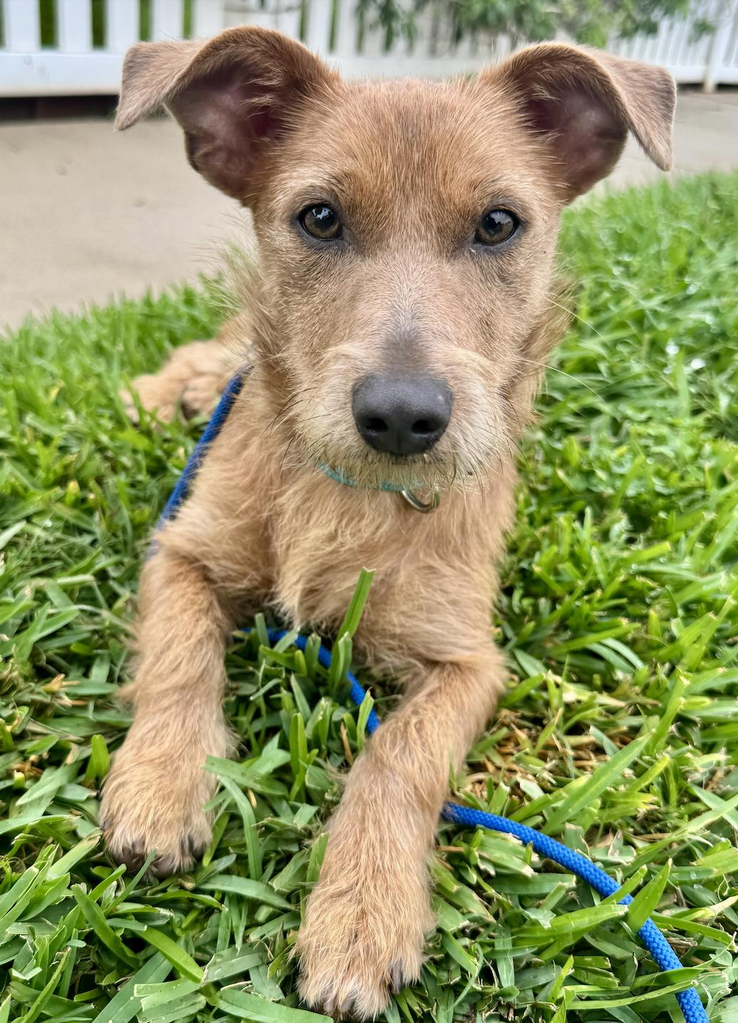 Ollie