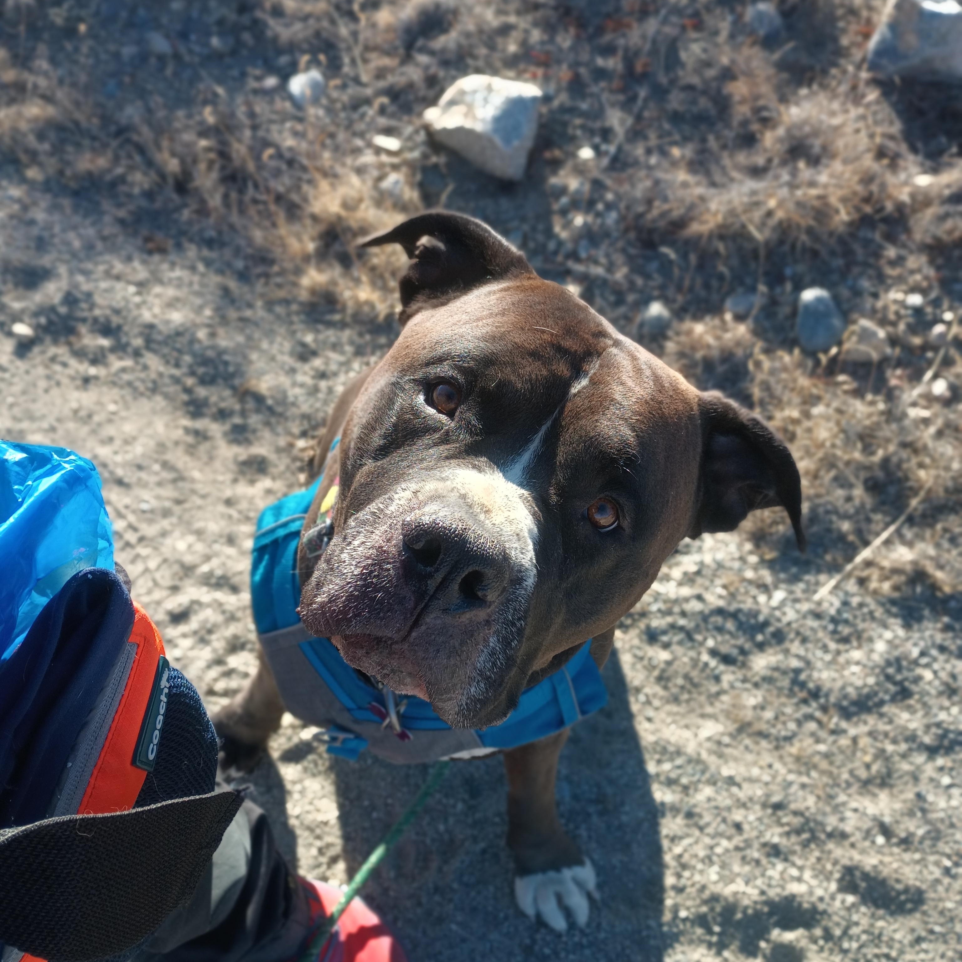 Hercules, ADOPTABLE, Adult Male American Bulldog.