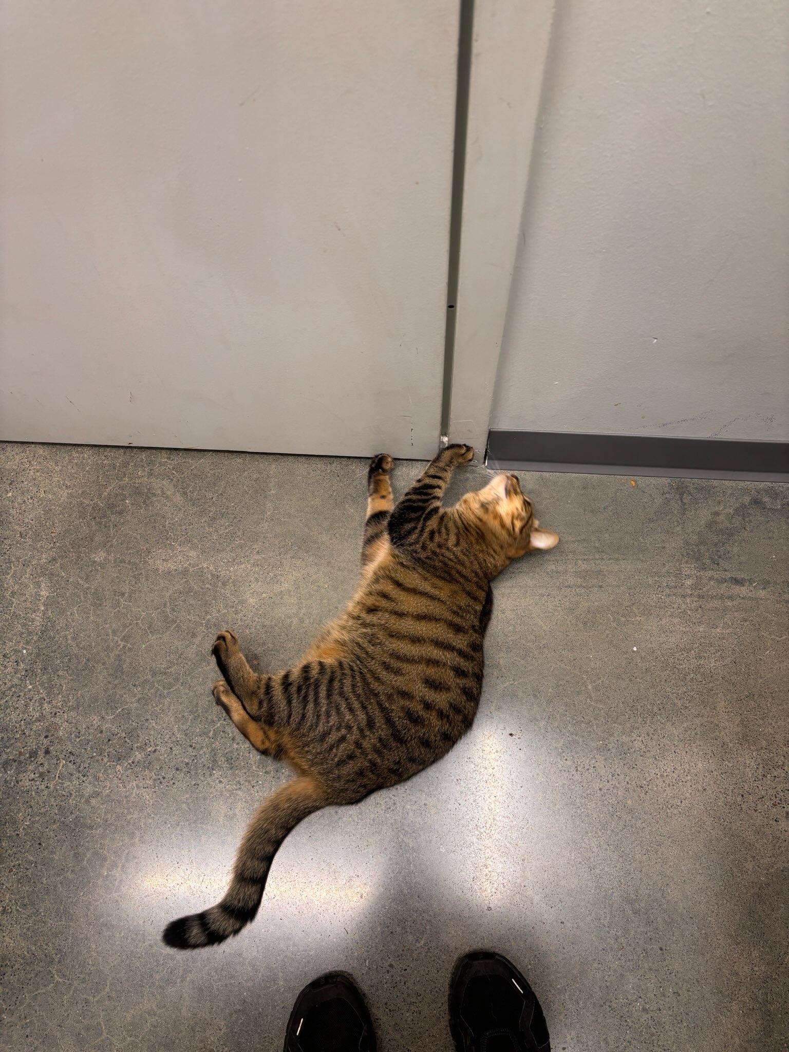 Enlarge Coco, a Adopted American Shorthair in Toledo, OH image 2/2