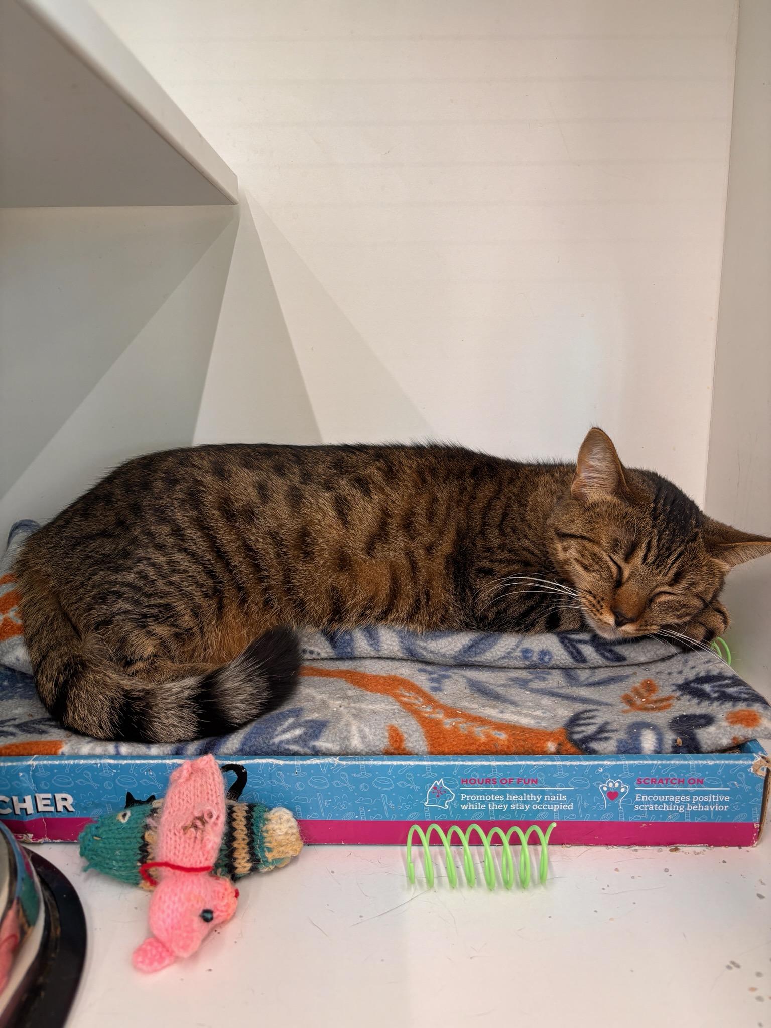 Coco, Adopted, Young Female American Shorthair.