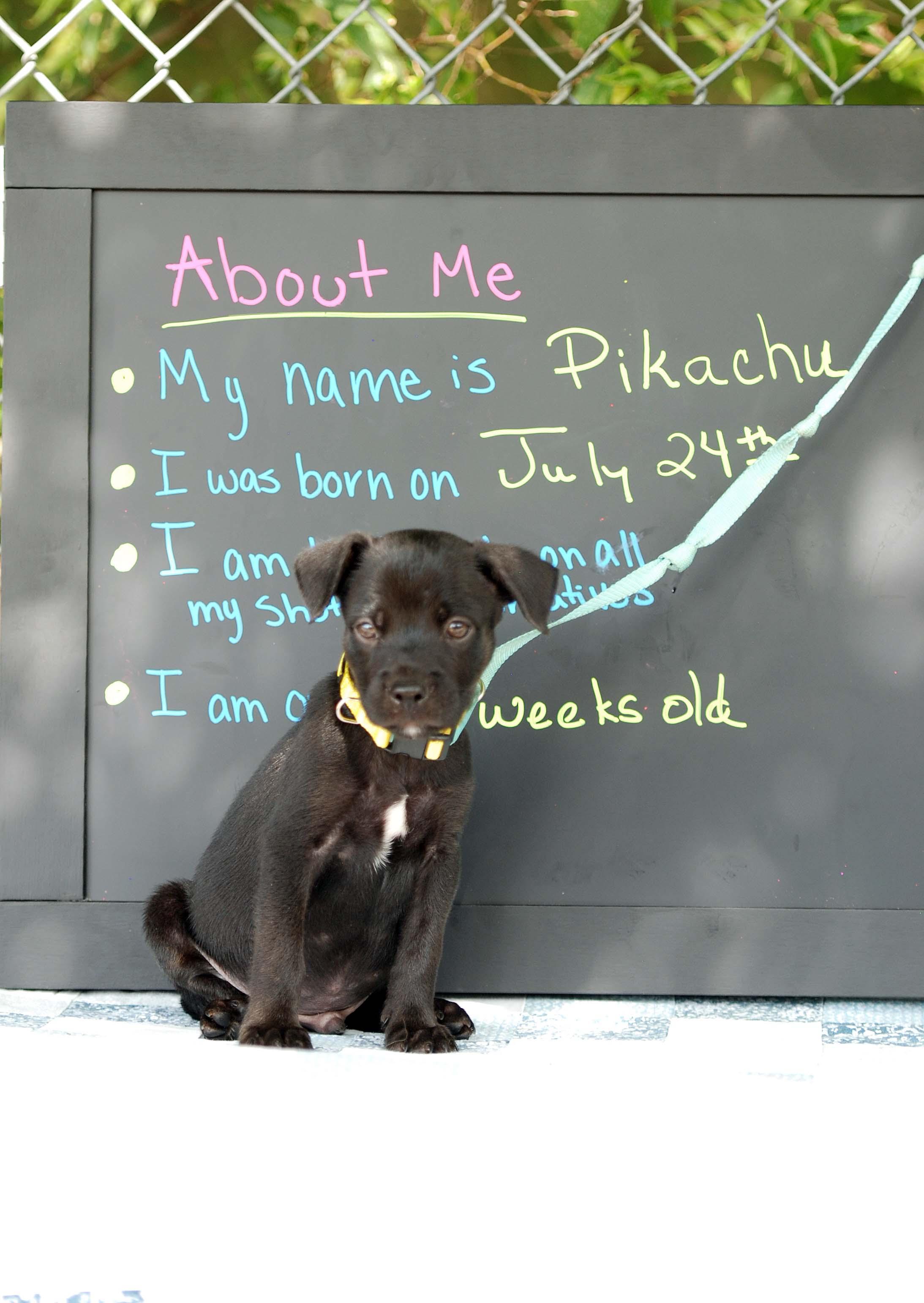 Enlarge Pikachu, a Adoptable mixed breed in Madisonville, TX image 3/4