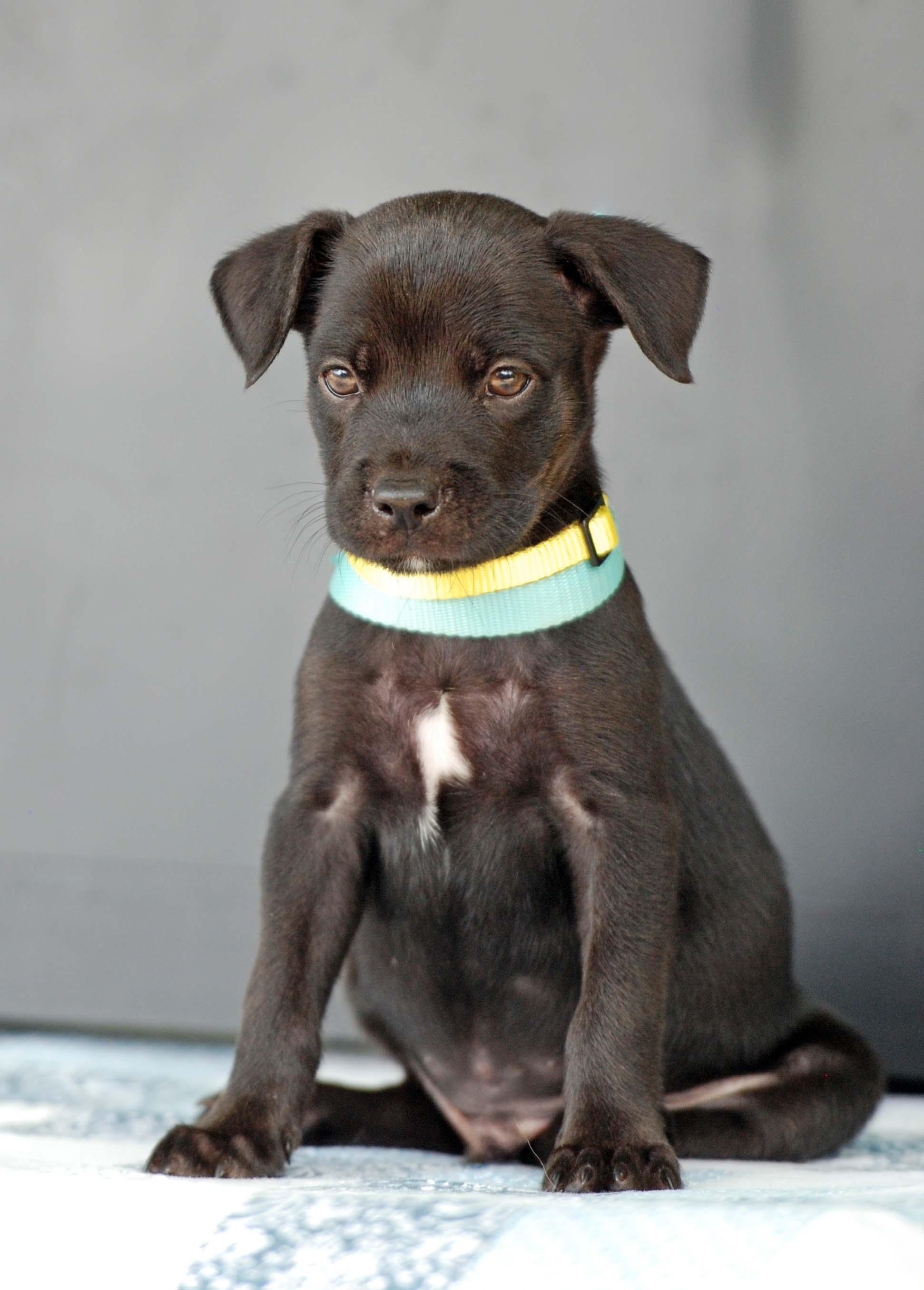Pikachu, Adoptable, Puppy Male Pit Bull Terrier & Patterdale Terrier / Fell Terrier.