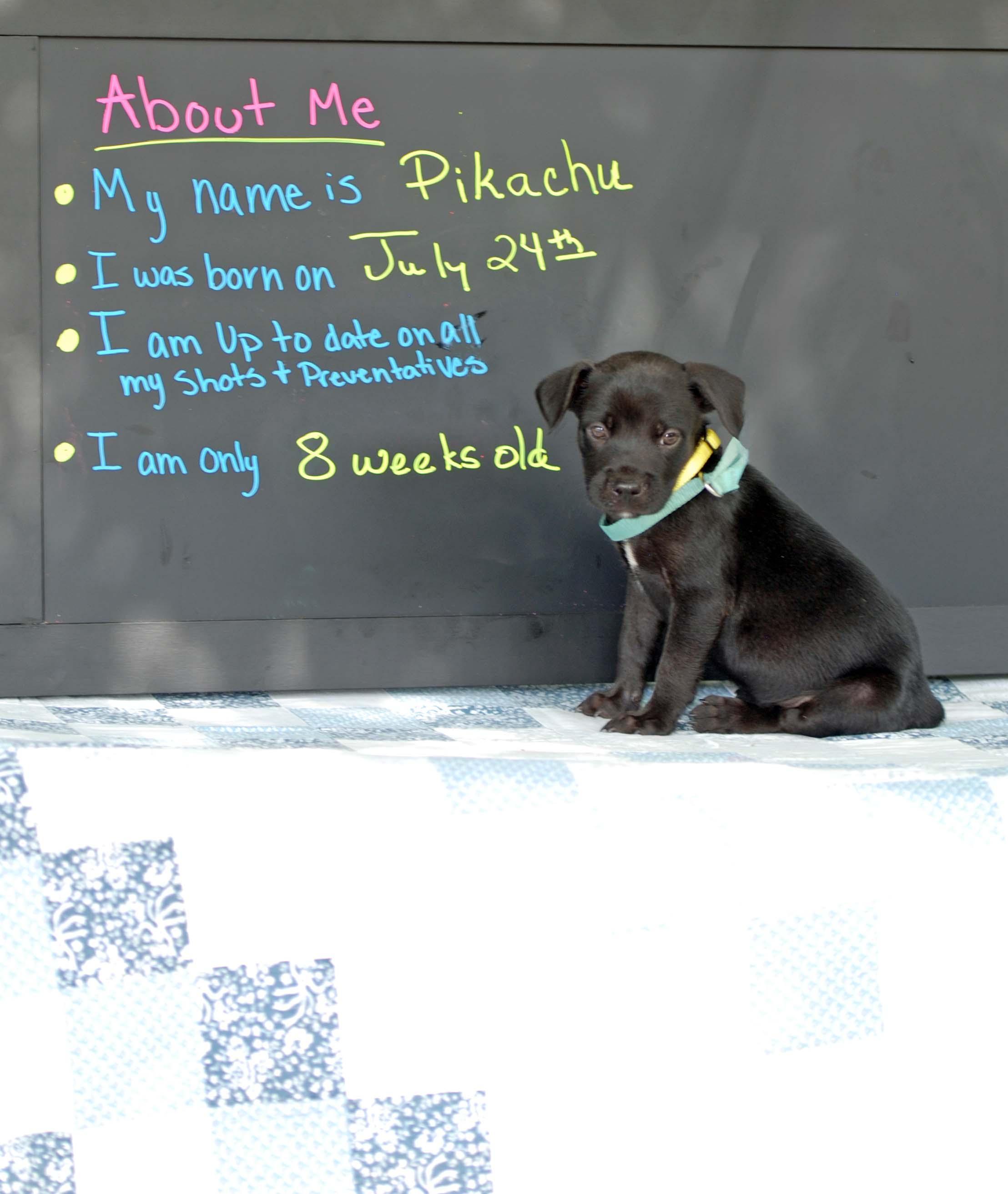 Enlarge Pikachu, a Adoptable mixed breed in Madisonville, TX image 4/4