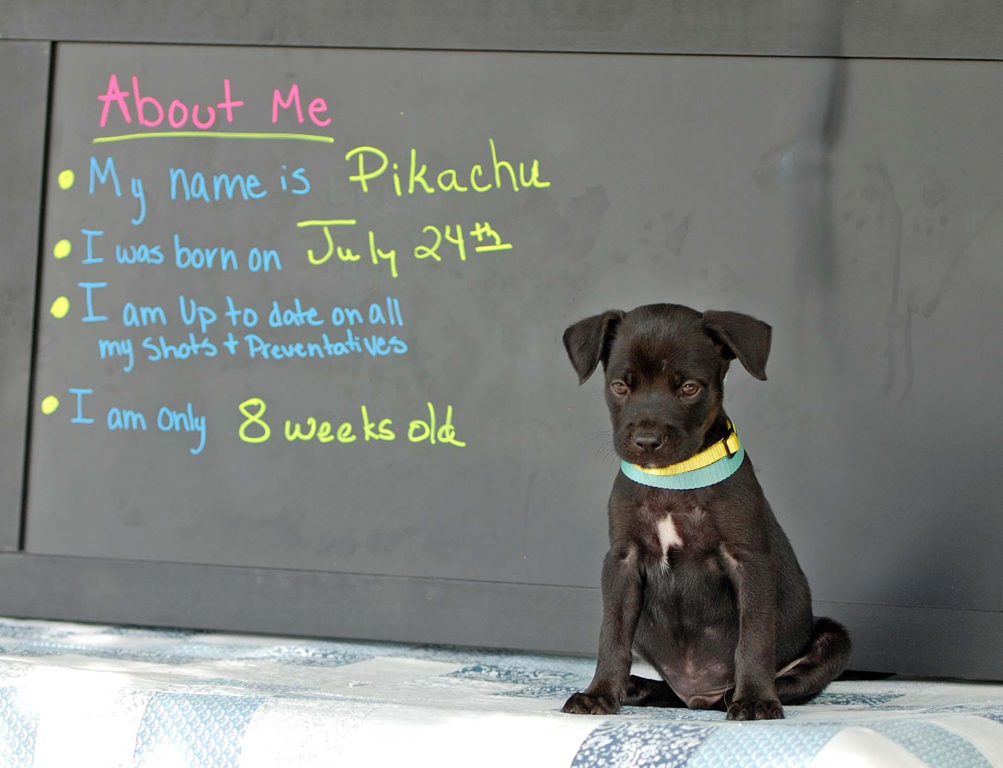Enlarge Pikachu, a Adoptable mixed breed in Madisonville, TX image 2/4