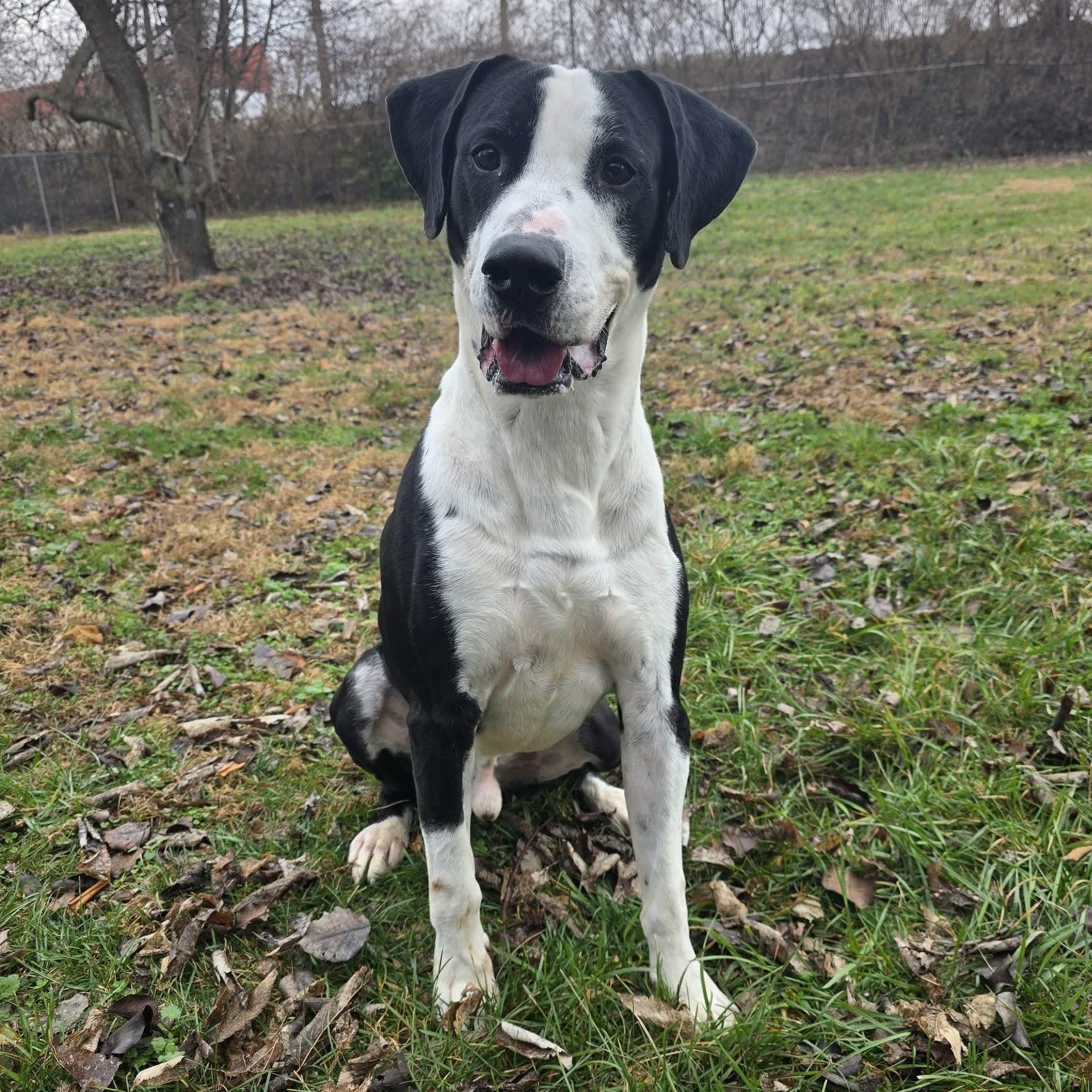 Tank, Adoptable, Young Male Great Dane.