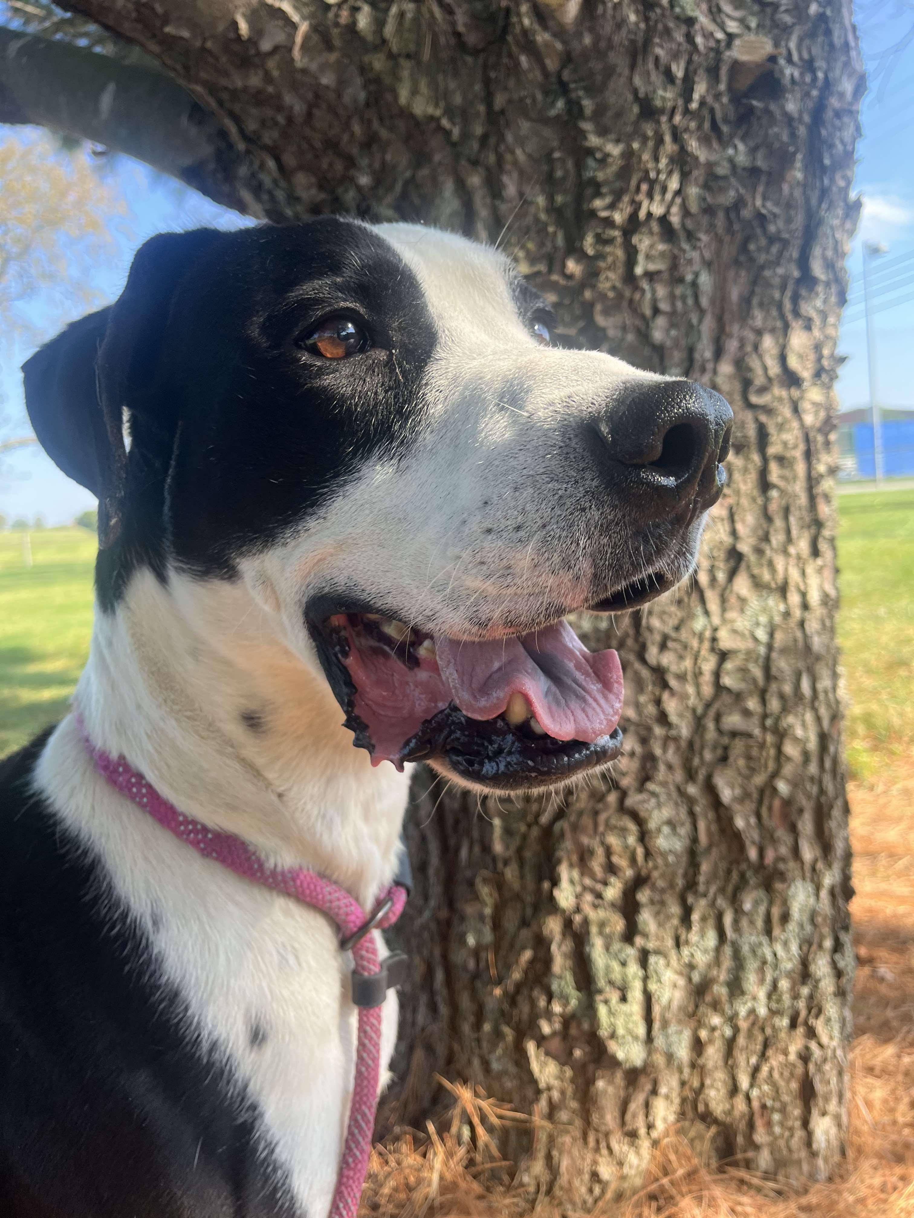 Enlarge Tank, a Adoptable mixed breed in Harrodsburg, KY image 2/4