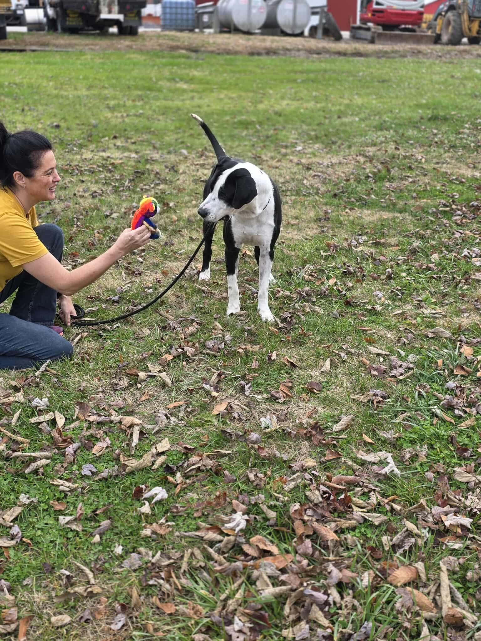 Enlarge Tank, a Adoptable mixed breed in Harrodsburg, KY image 4/4