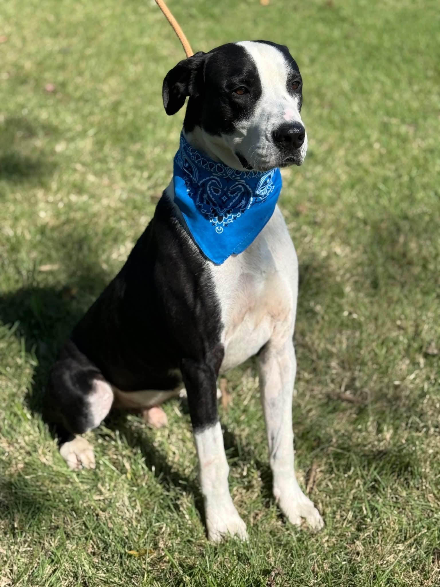 Enlarge Tank, a Adoptable mixed breed in Harrodsburg, KY image 3/4