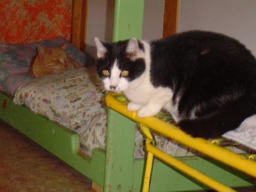 Roxie, Adoptable, Adult Female Domestic Short Hair.