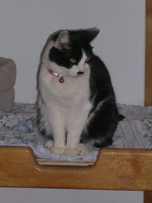 Roxie, a Adoptable Domestic Short Hair in Littlerock, CA image 2/2