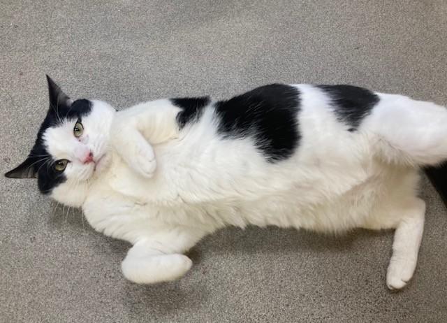 Enlarge GIMMICK, a Adoptable Domestic Short Hair in Upper Marlboro, MD image 1/1