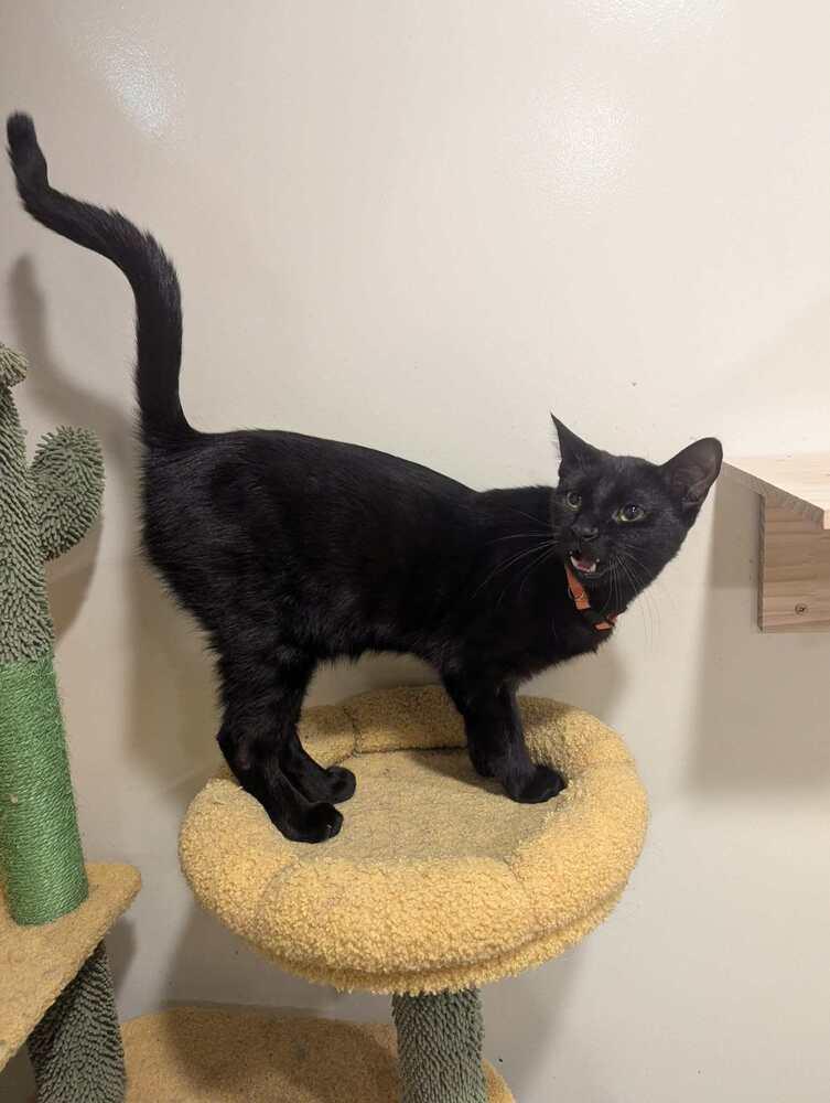 Iggy, Adoptable, Young Male Domestic Short Hair.