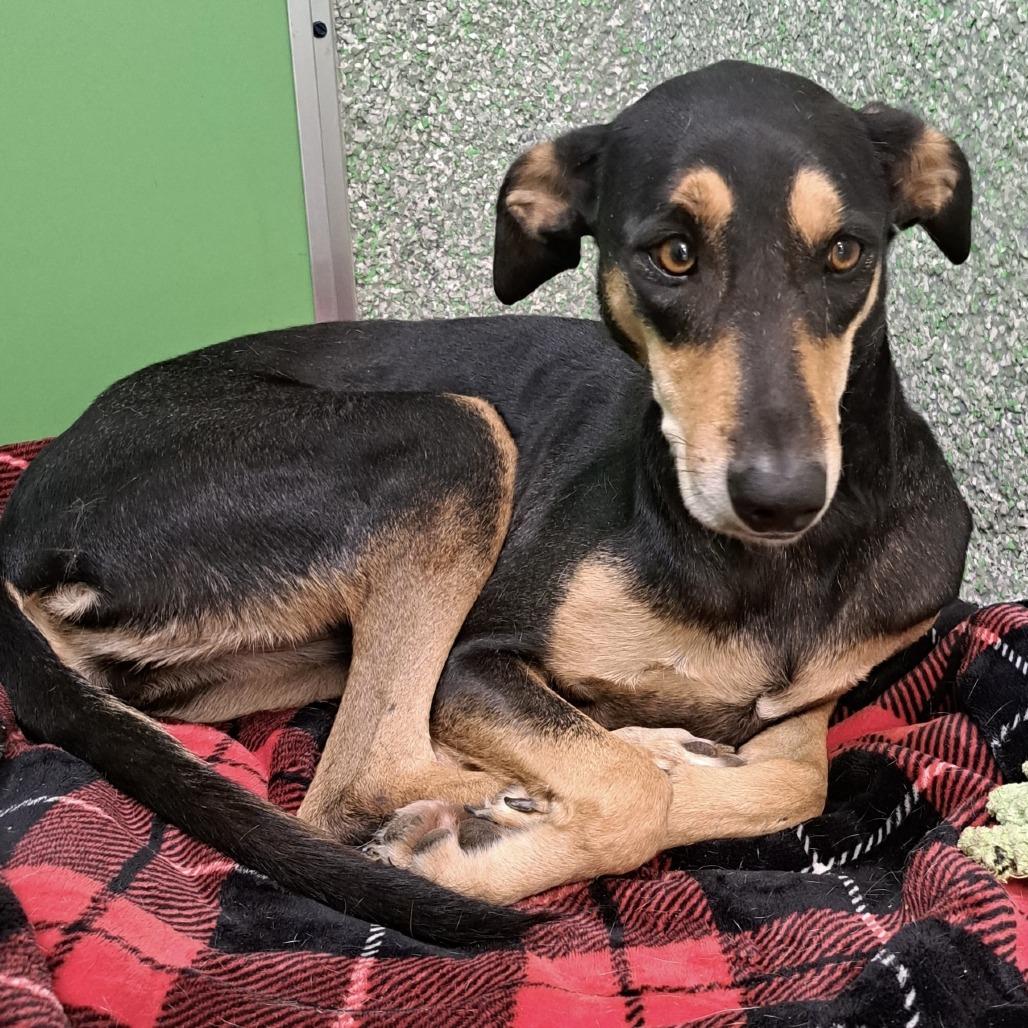 Diamond, Adoptable, Adult Female Mixed Breed.