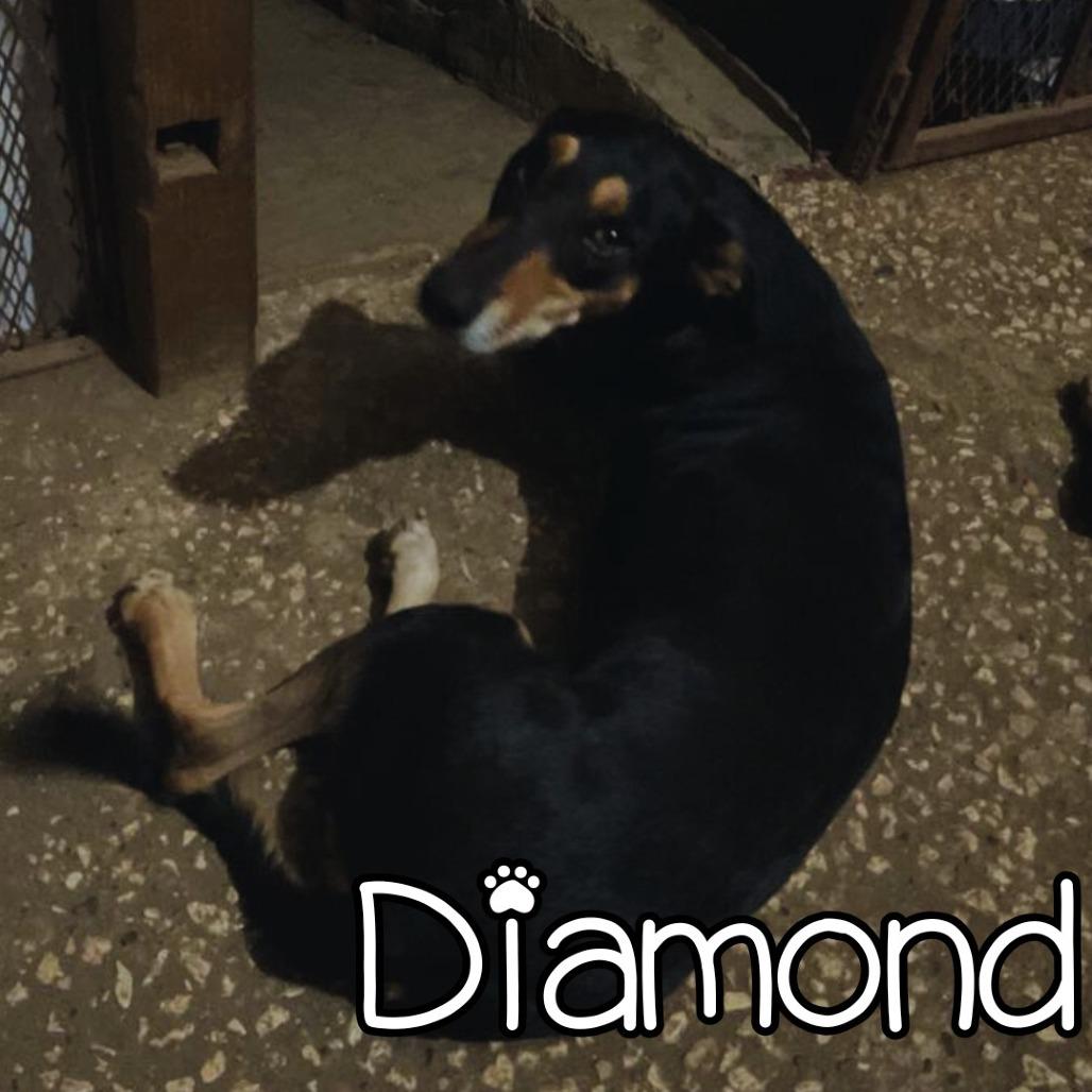 Enlarge Diamond, a Adoptable Mixed Breed in Calverton, NY image 2/2