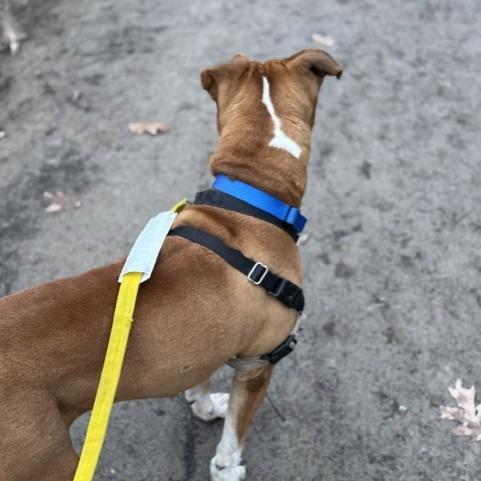 Pax, Adoptable, Adult Male Mixed Breed.