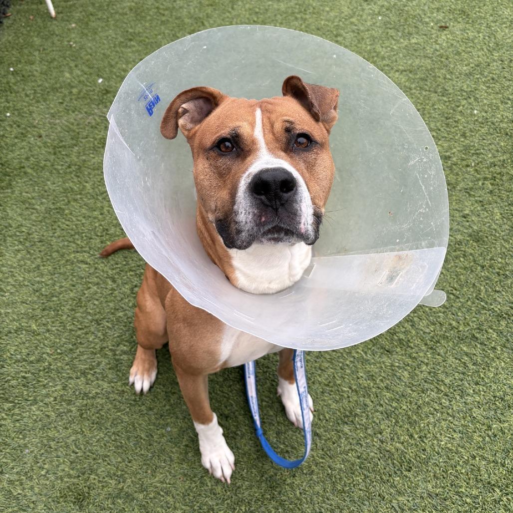 Pax, a Adoptable Mixed Breed in Pittsburgh, PA image 1/3