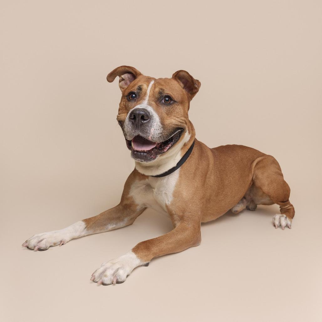Pax, a Adoptable Mixed Breed in Pittsburgh, PA image 2/3
