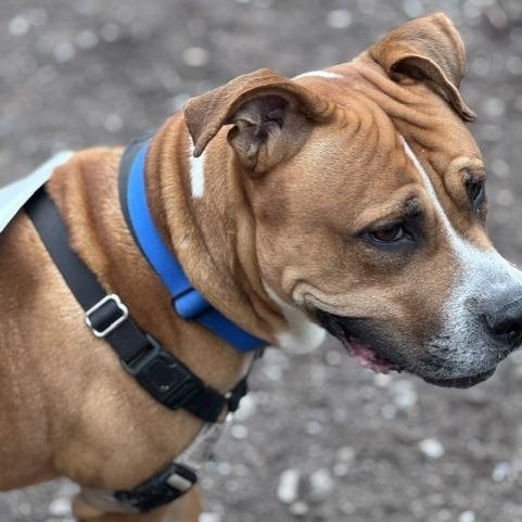 Pax, a Adoptable Mixed Breed in Pittsburgh, PA image 2/6