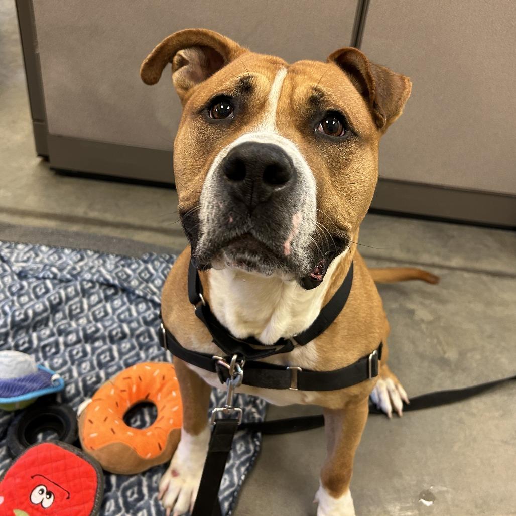 Pax, a Adoptable Mixed Breed in Pittsburgh, PA image 3/6