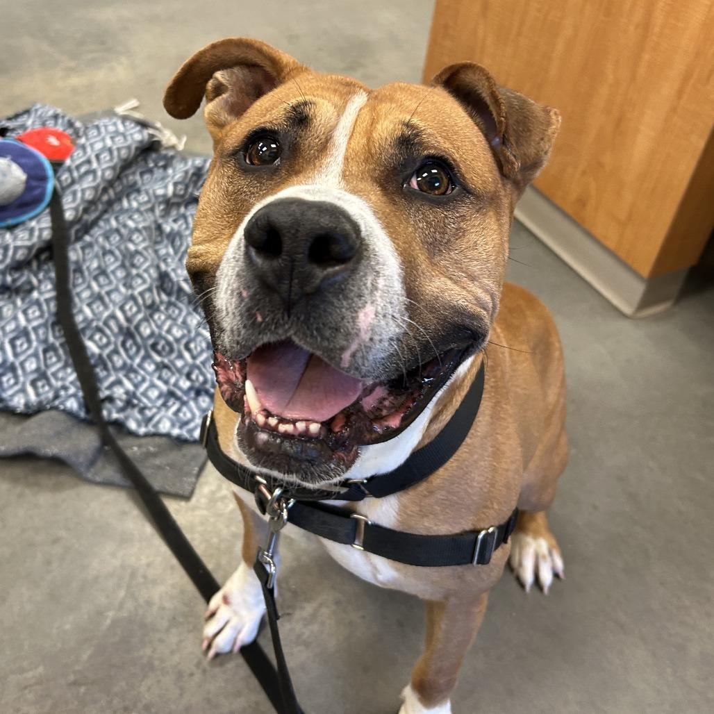 Pax, a Adoptable Mixed Breed in Pittsburgh, PA image 4/6