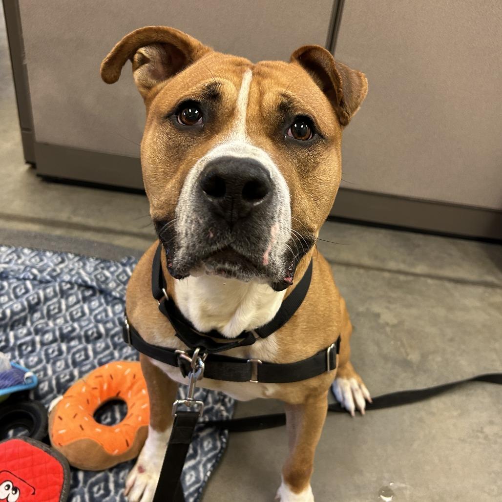 Pax, a Adoptable Mixed Breed in Pittsburgh, PA image 5/6