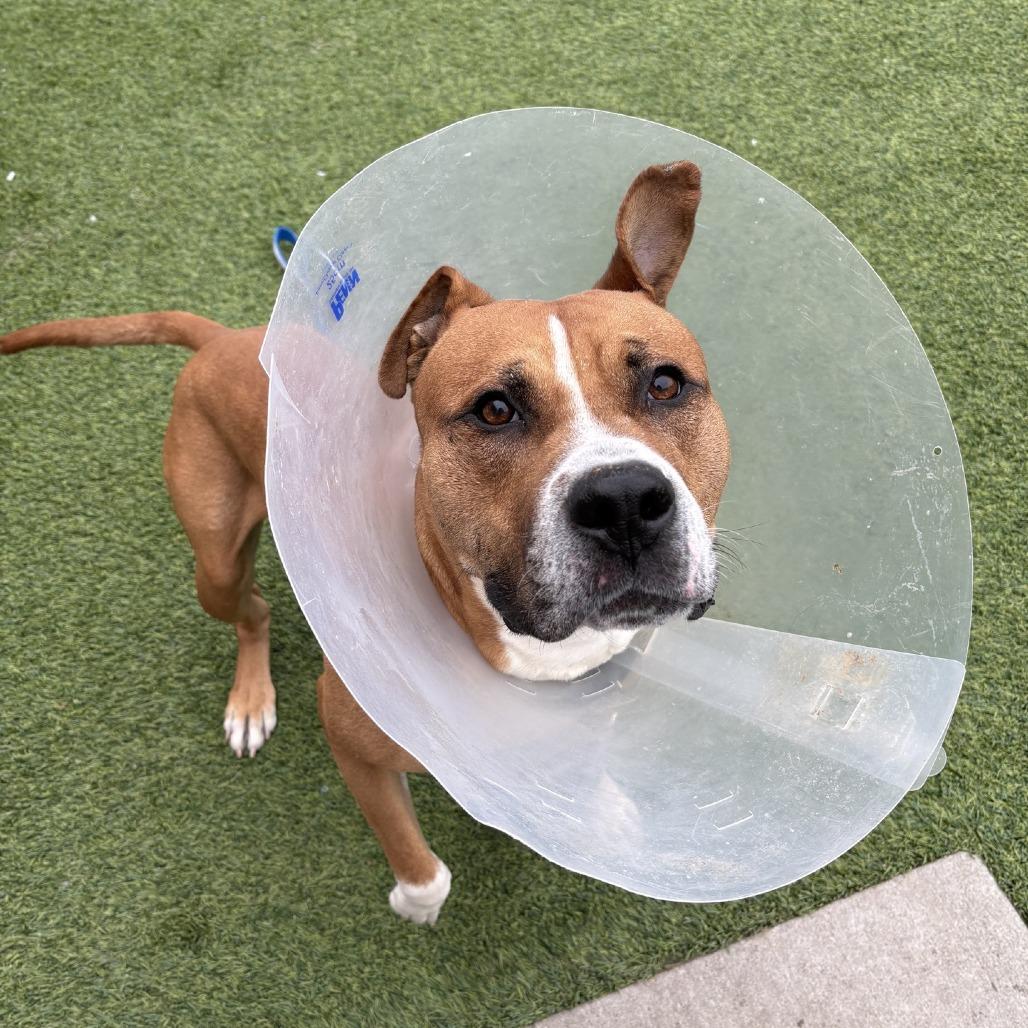 Pax, a Adoptable Mixed Breed in Pittsburgh, PA image 3/3