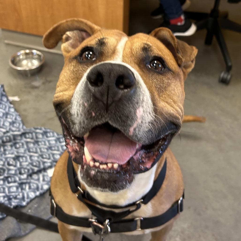 Pax, a Adoptable Mixed Breed in Pittsburgh, PA image 6/6