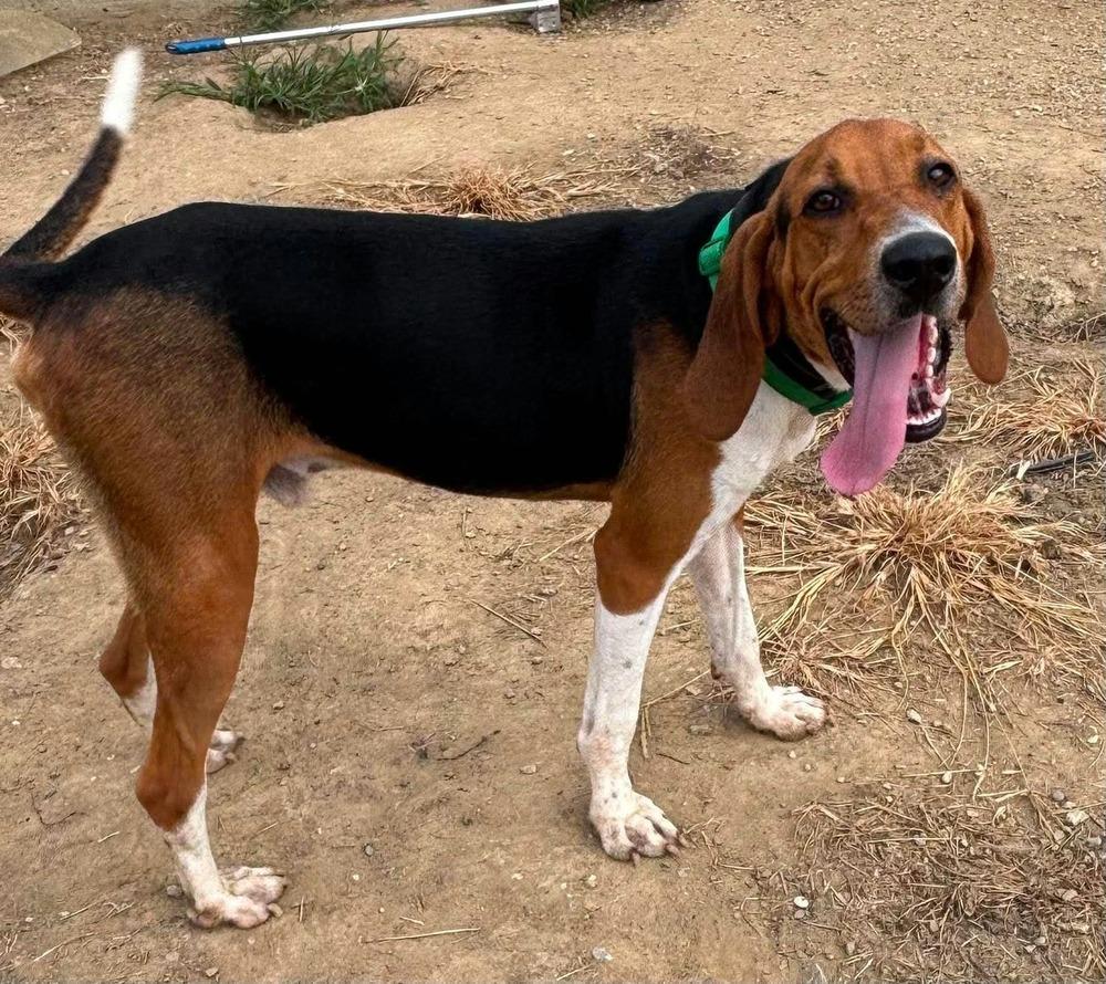 Owens : Elvis, Adoptable, Adult Male Treeing Walker Coonhound.