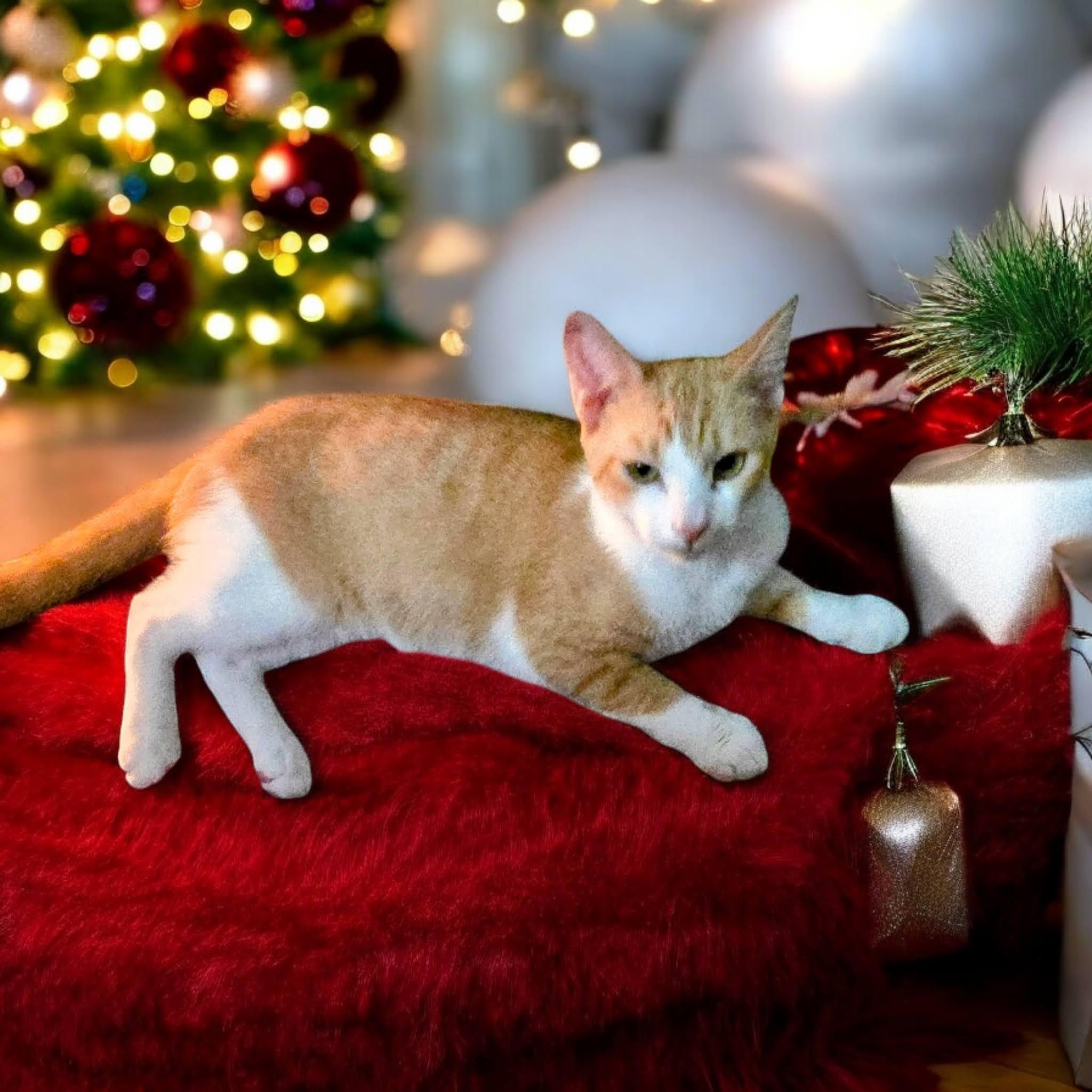 George, a Adoptable Domestic Short Hair in New Port Richey, FL image 4/5