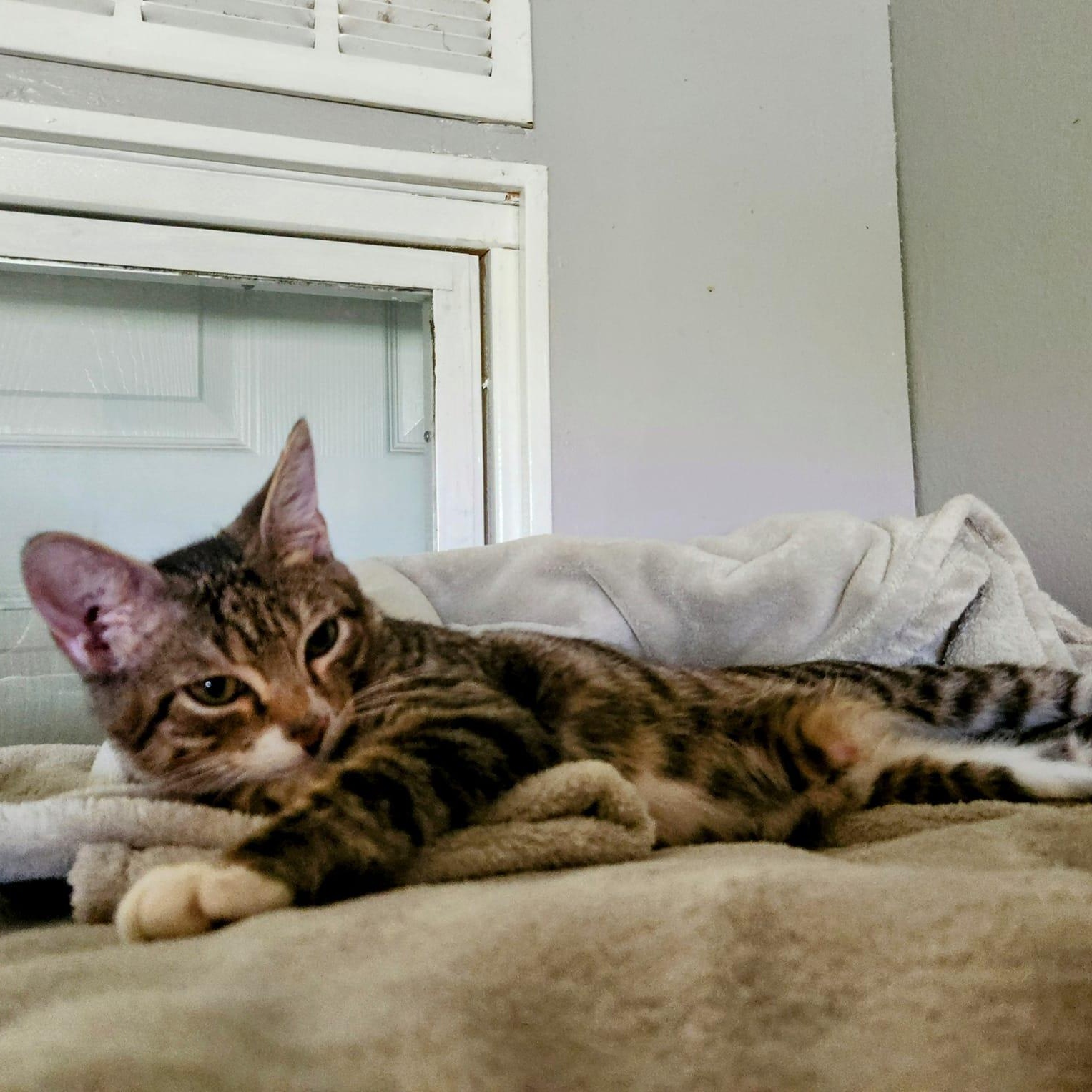 George, a Adoptable Domestic Short Hair in New Port Richey, FL image 5/5