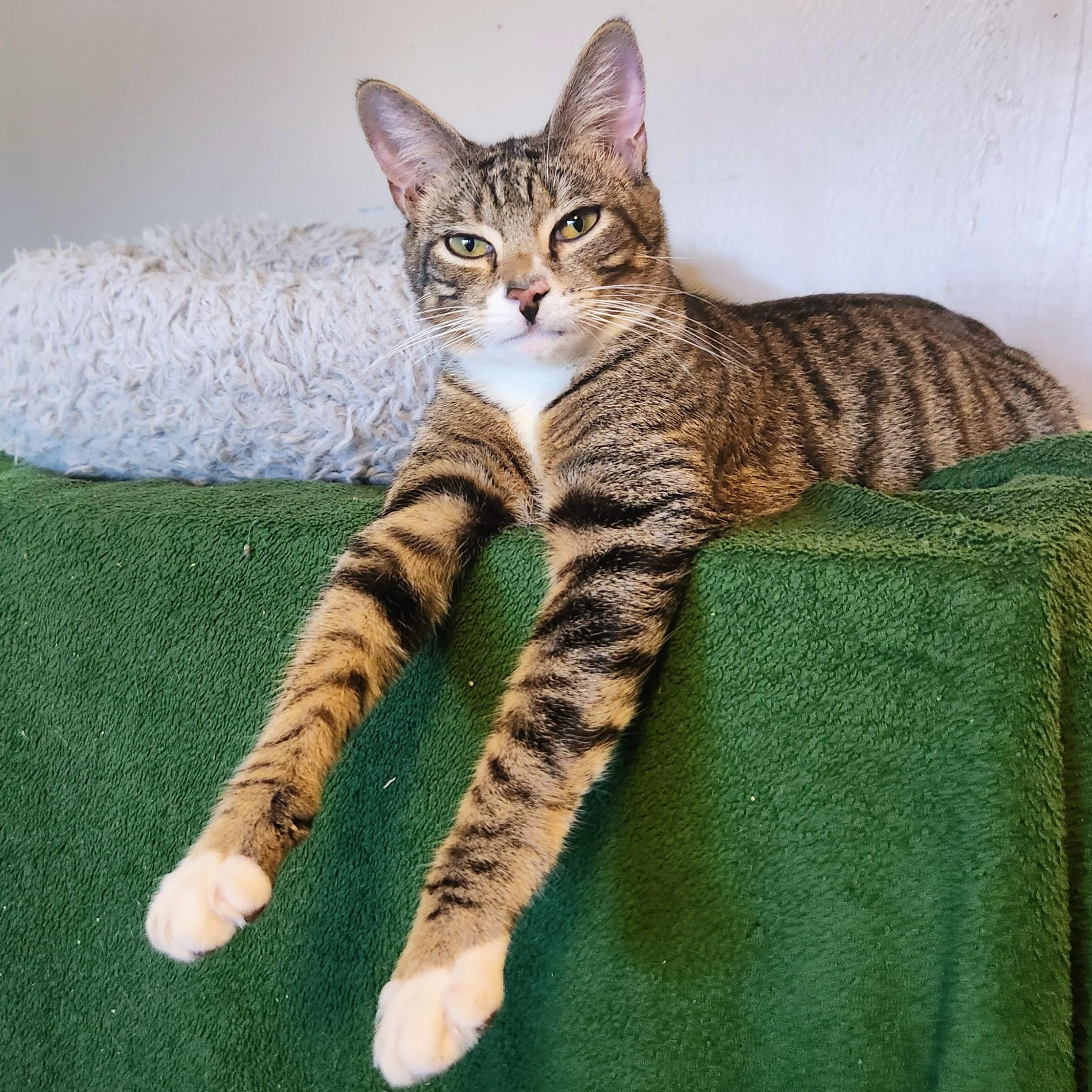 George, Adoptable, Adult Male Domestic Short Hair.