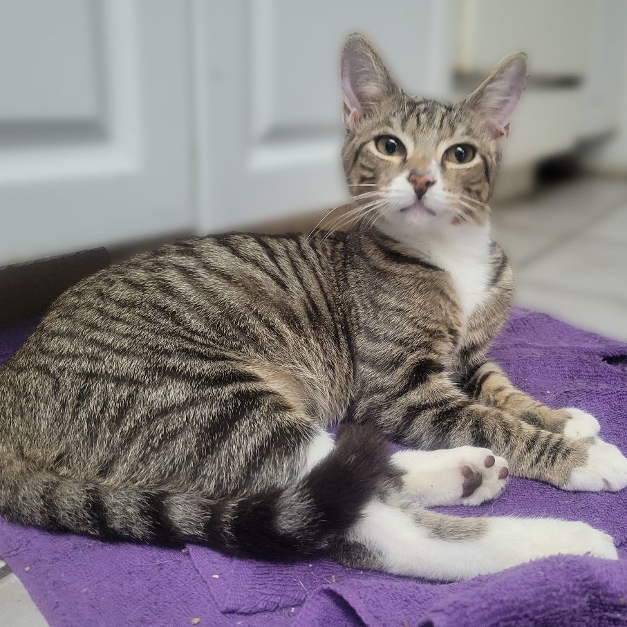 George, a Adoptable Domestic Short Hair in New Port Richey, FL image 3/5