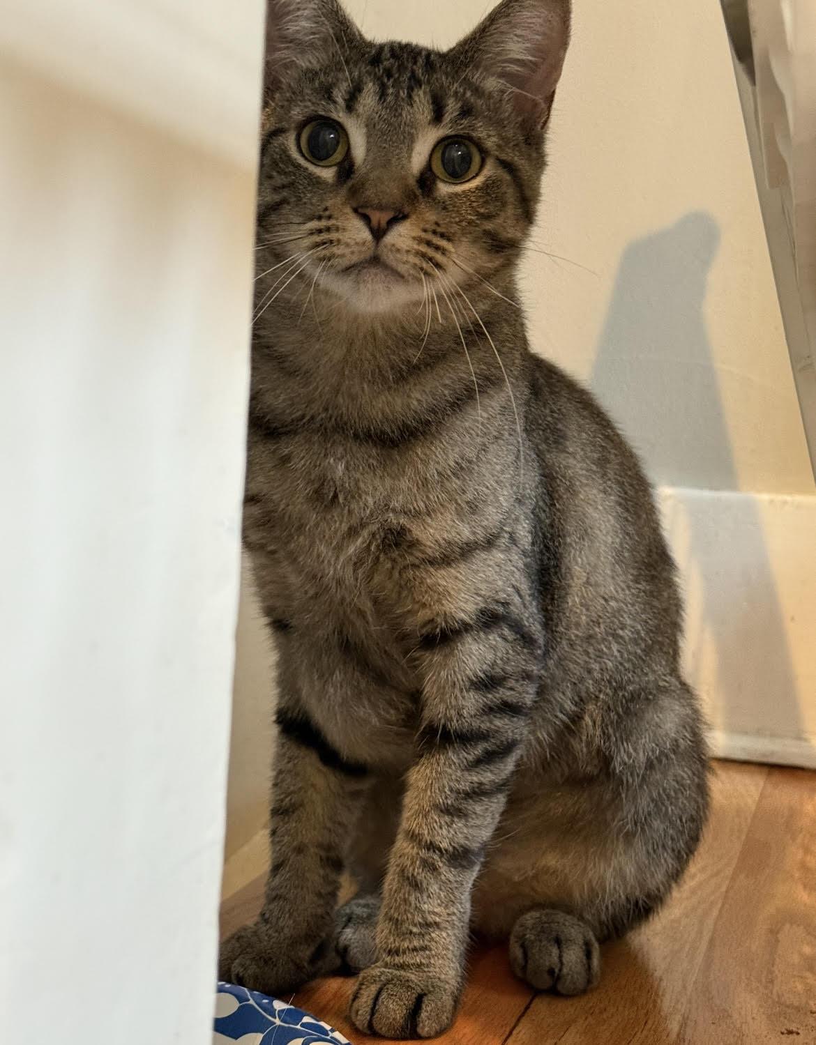 Bobby, Adoptable, Young Female Domestic Short Hair.